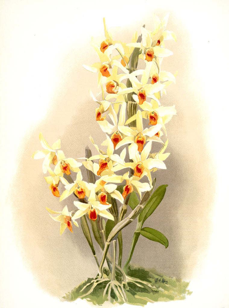 Detail of Dendrobium aureum by F. Sander