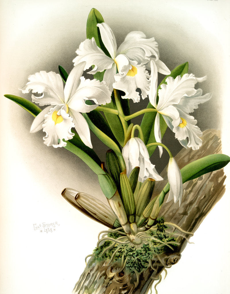 Detail of Cattleya rochellensis by F. Sander