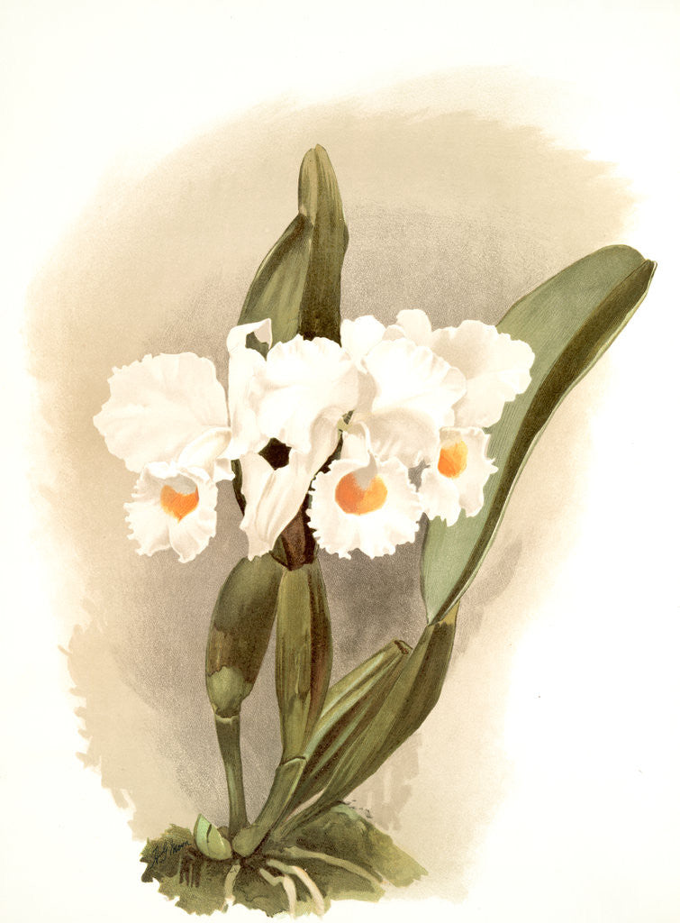 Detail of Cattleya schroederoe alba by F. Sander