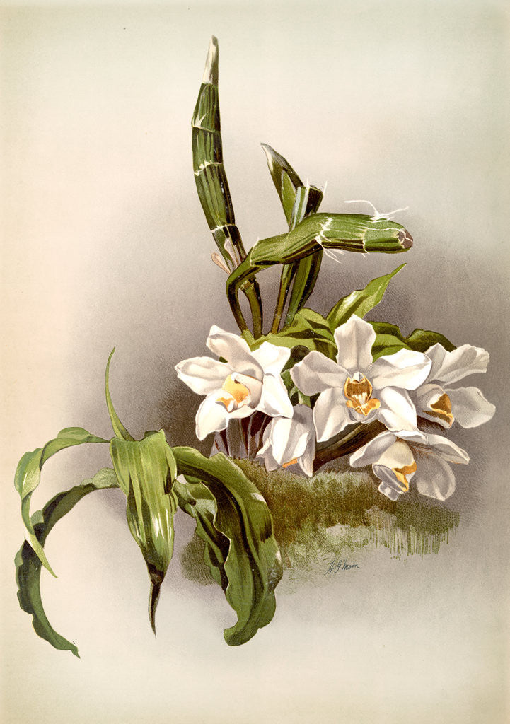 Detail of Chysis bractescens by F. Sander