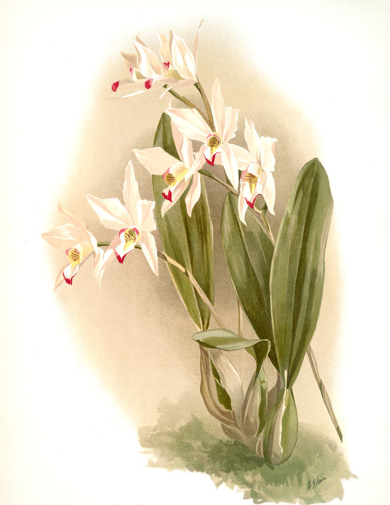 Detail of Laelia anceps Percivaliana by F. Sander