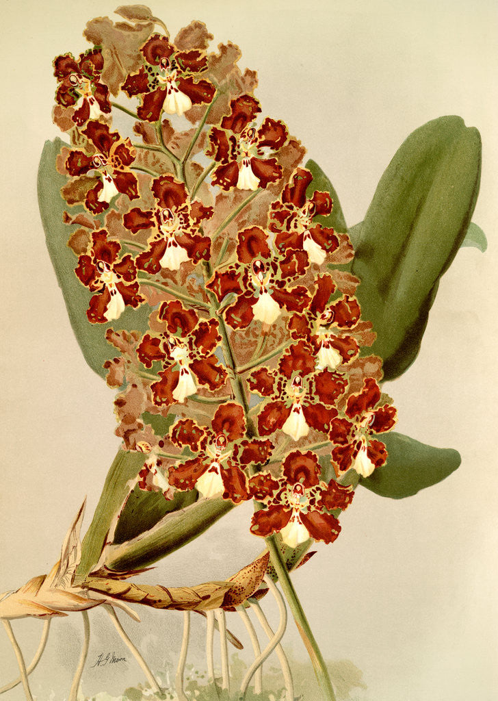 Detail of Odontoglossum coronarium by F. Sander