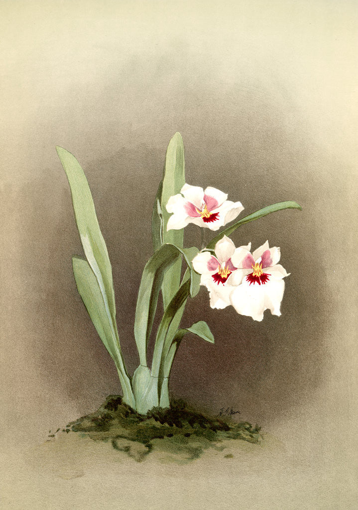 Detail of Miltonia (hybrida) bleuana by F. Sander