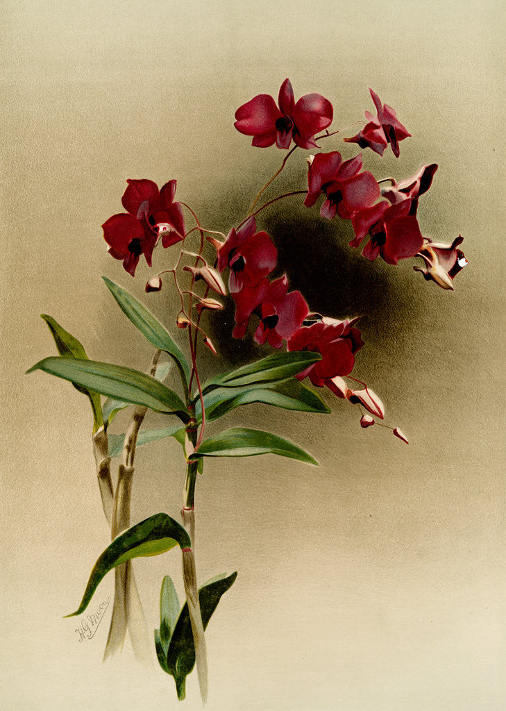Detail of Dendrobium phalaenopsis var statterianum by F. Sander