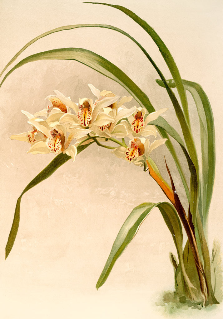 Detail of Cymbidium (hybridum) winnianum by F. Sander