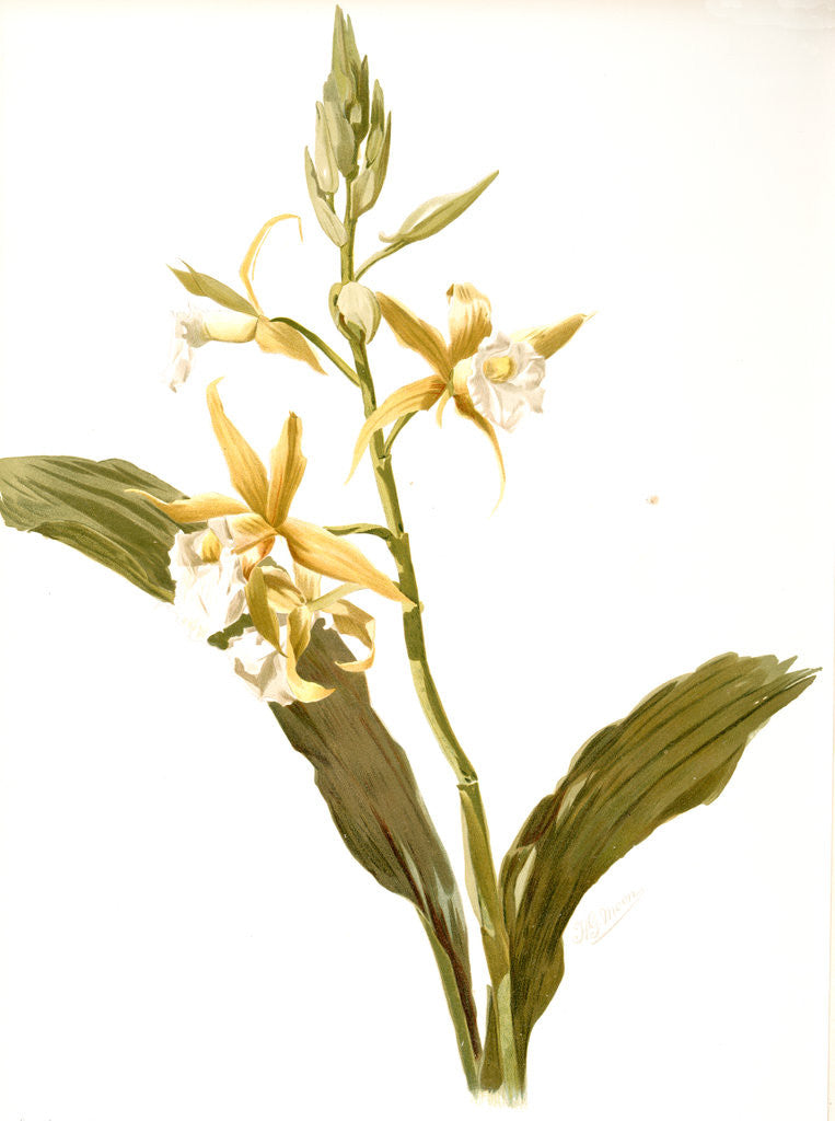 Detail of Phaius blumei var assamicus by F. Sander