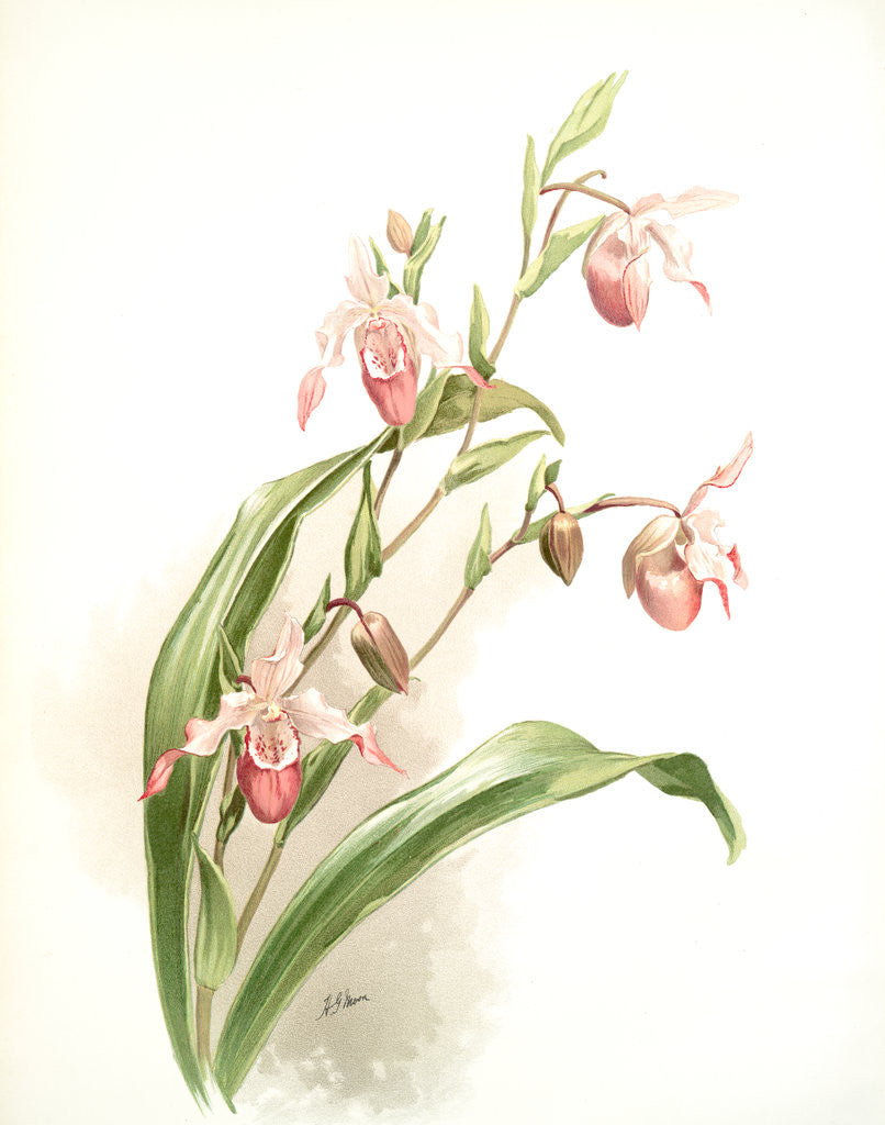 Detail of Selenipedium (hybridum) weidlichianum by F. Sander