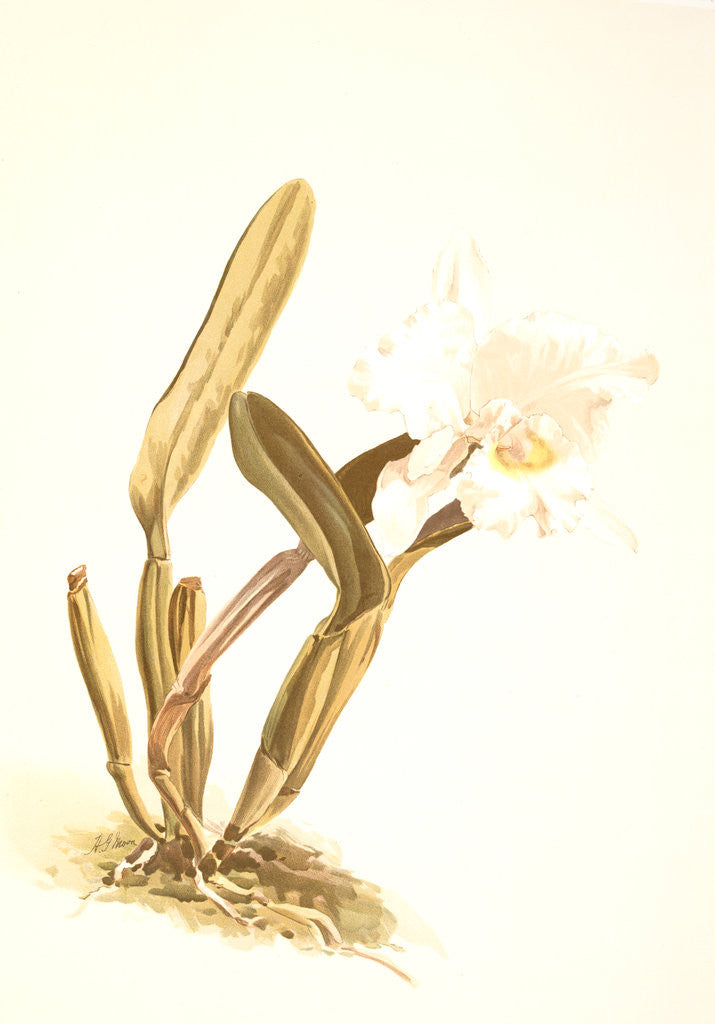 Detail of Cattleya lueddemanniana alba by F. Sander