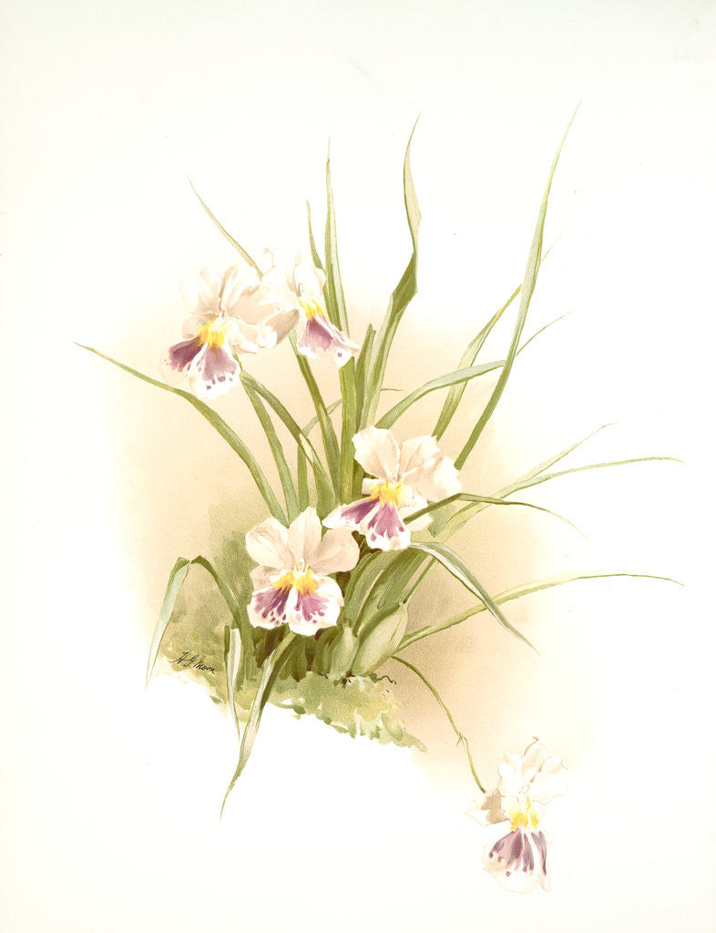 Detail of Miltonia phalaenopsis by F. Sander