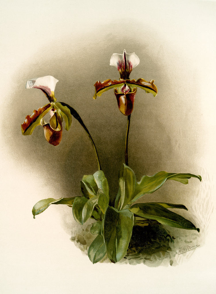 Detail of Cypripedium lathamianum inversum by F. Sander