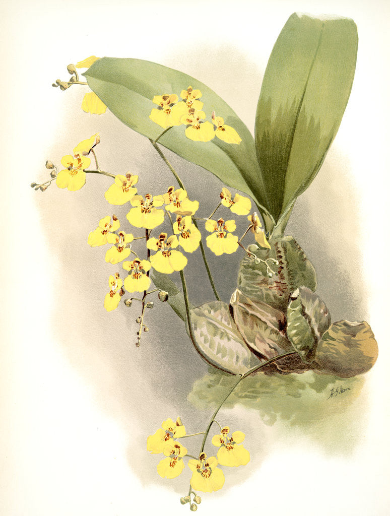 Detail of Oncidium ampliatum majus by F. Sander