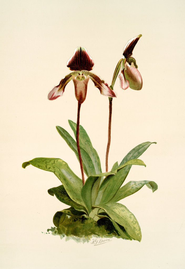 Detail of Cypripedium (hybridum) castleanum by F. Sander