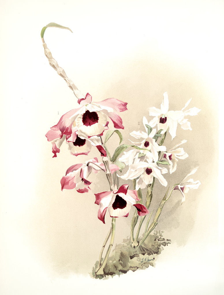 Detail of Dendrobium (hybridum) venus; Dendrobium (hybridum) cassiope by F. Sander