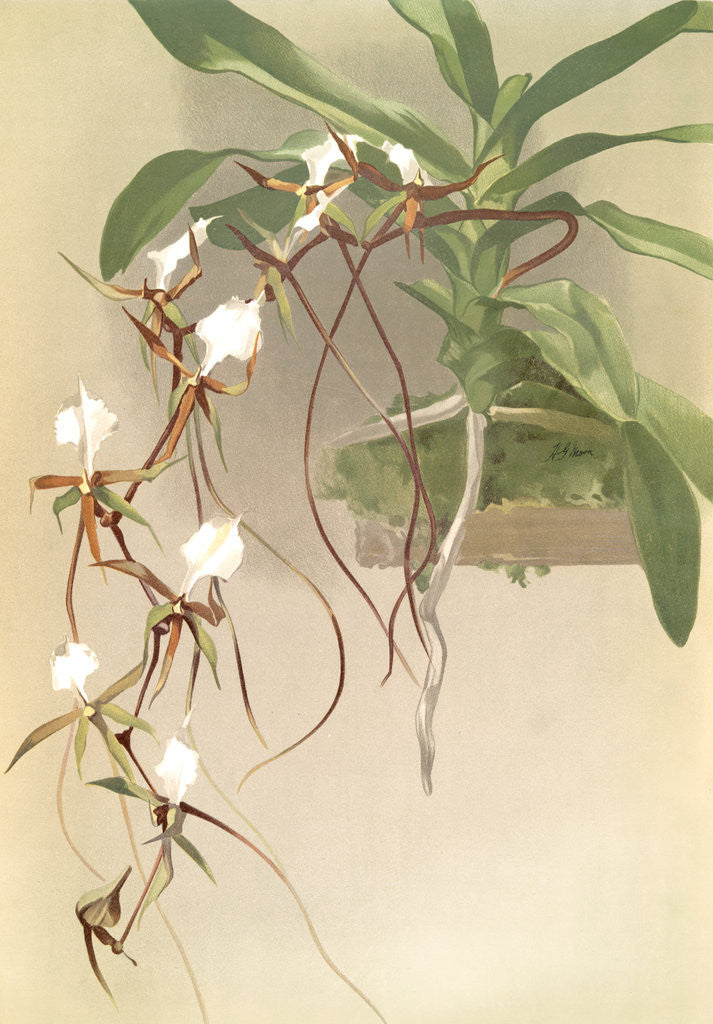 Detail of Angraecum caudatum by F. Sander