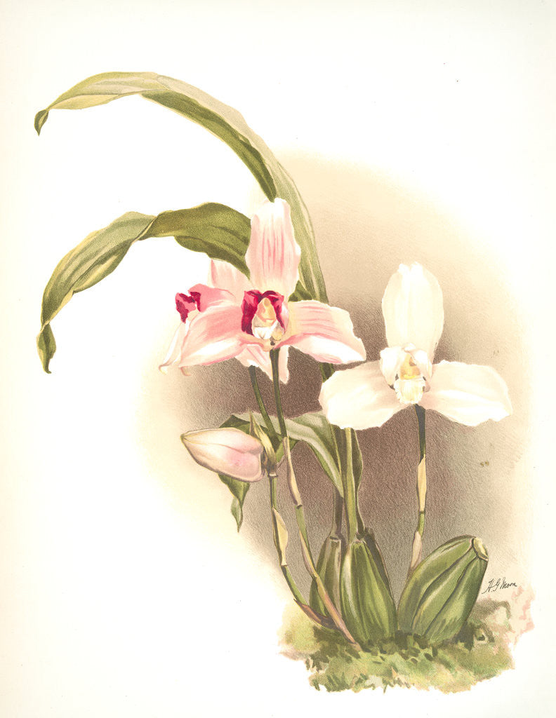 Detail of Lycaste skinneri & alba by F. Sander