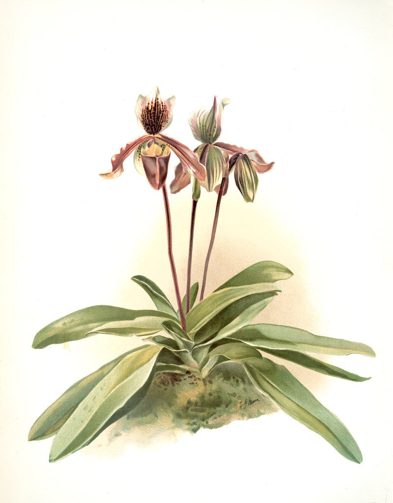 Detail of Cypripedium oenanthum superbum by F. Sander