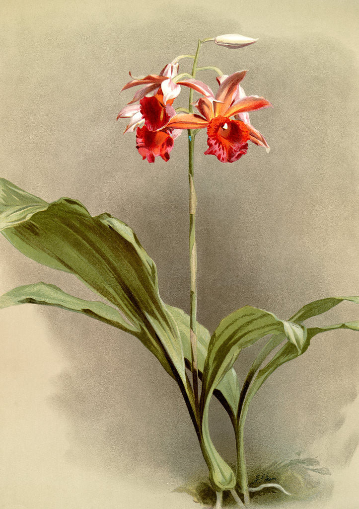 Detail of Phaius hybridus cooksonii by F. Sander