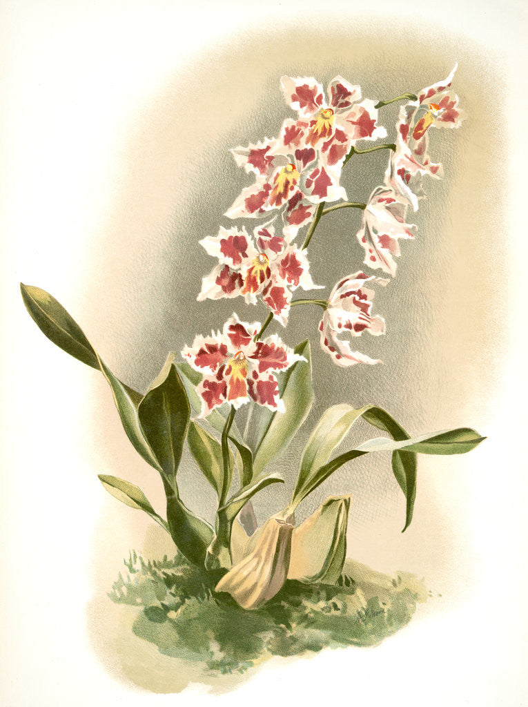 Detail of Odontoglossum crispum Hrubyanum by F. Sander