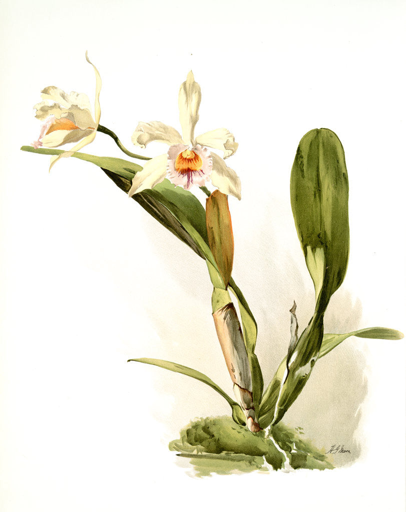 Detail of Laelio-cattleya honble Mrs. Astor by F. Sander