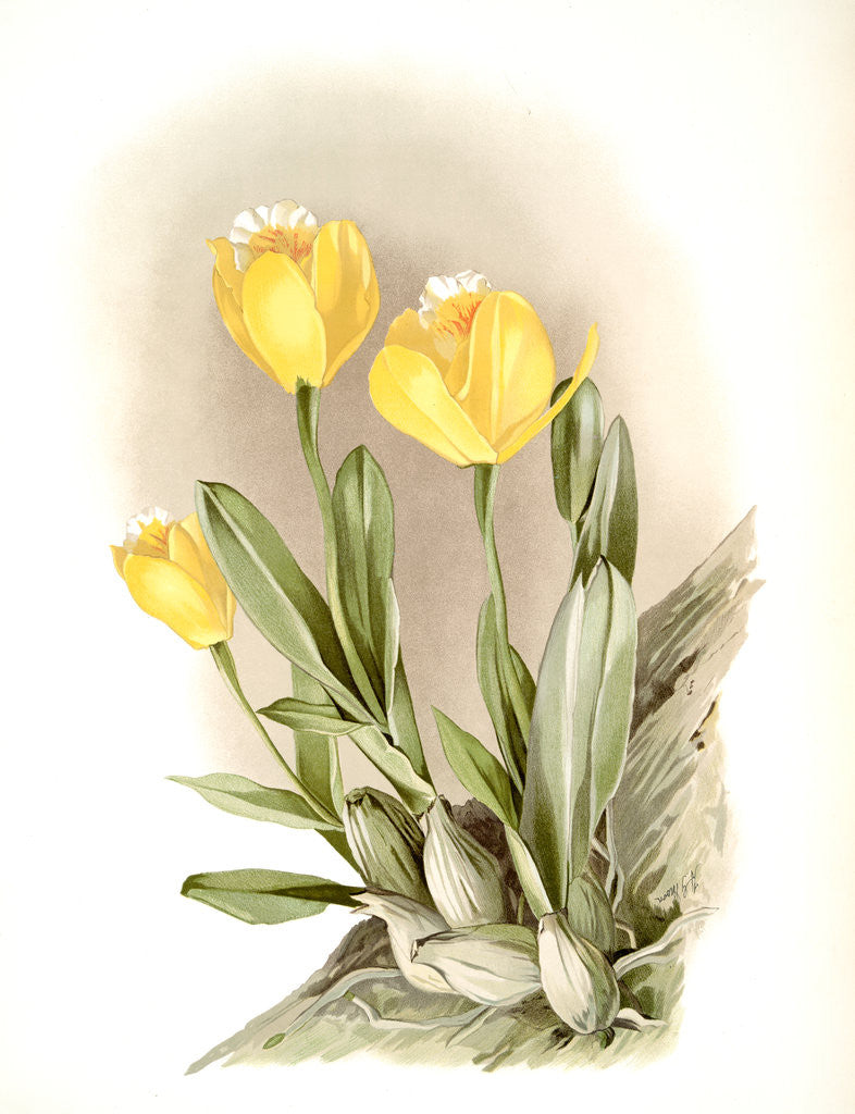 Detail of Cattleya citrina by F. Sander