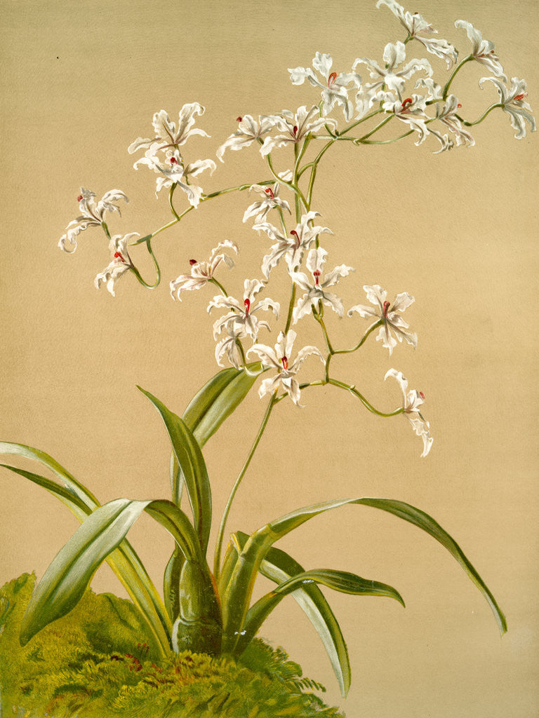 Detail of Odontoglossum ramosissimum by F. Sander