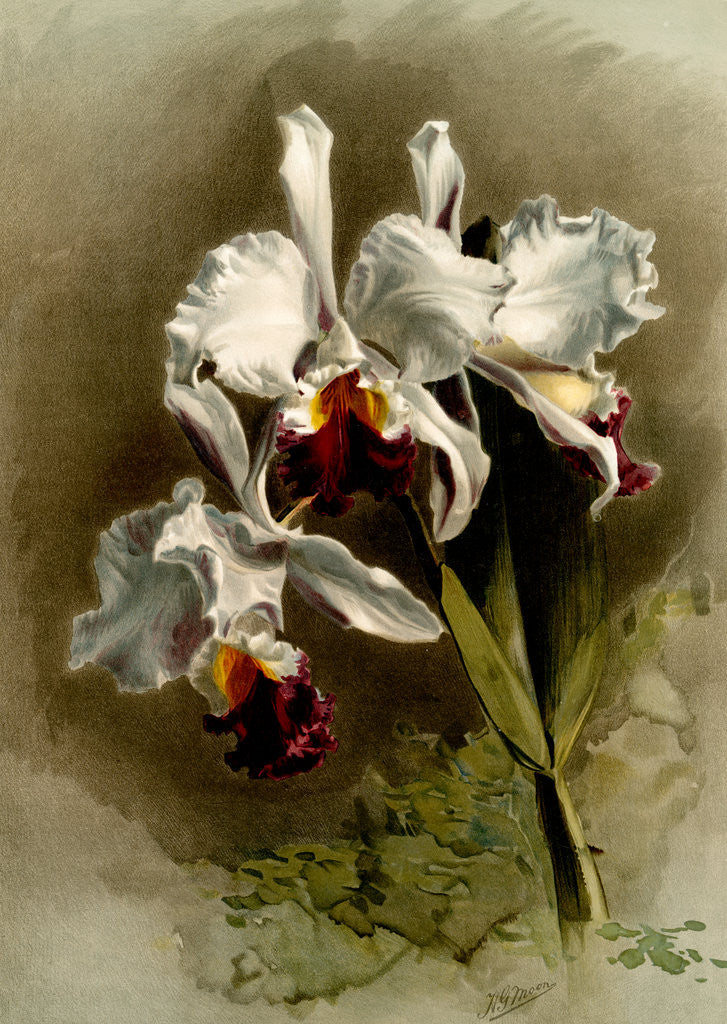 Detail of Cattleya mendellii var measuresiana by F. Sander