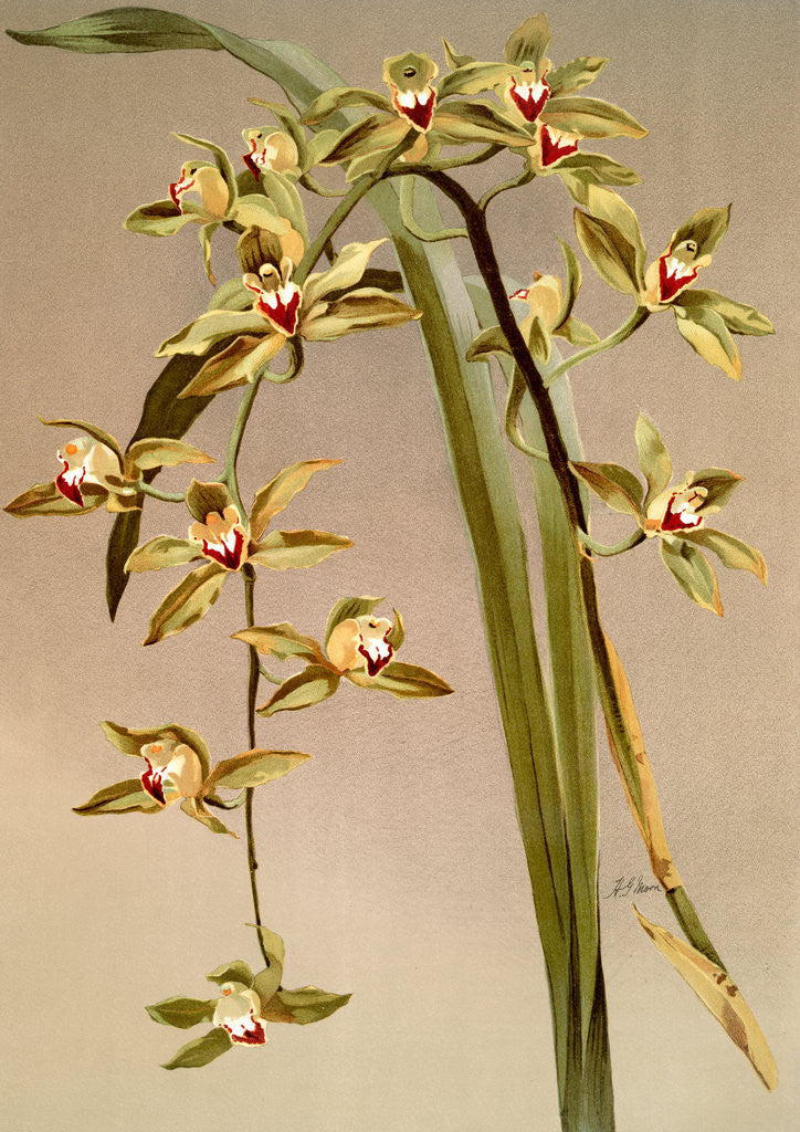 Detail of Cymbidium lowianum by F. Sander