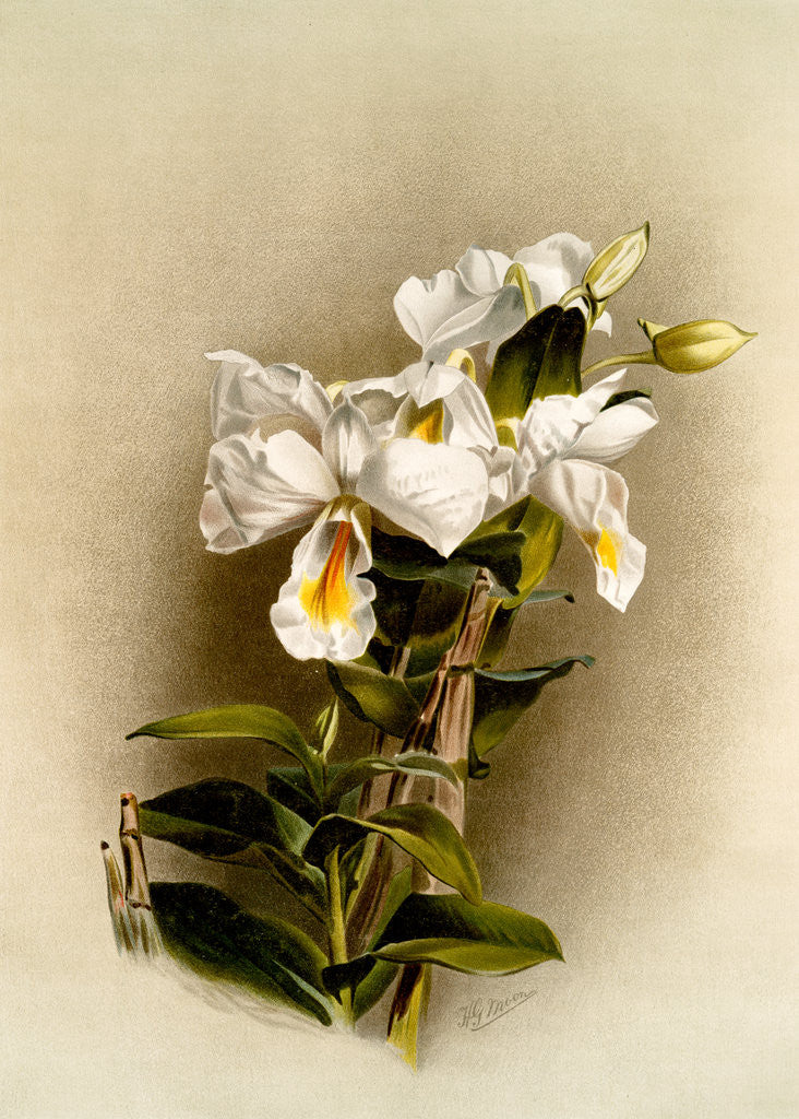 Detail of Dendrobium formosum by F. Sander