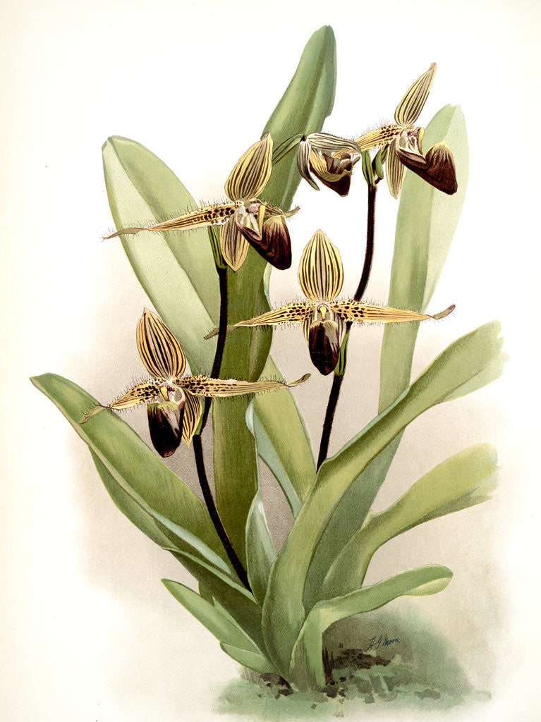 Detail of Cypripedium rothschildianum by F. Sander