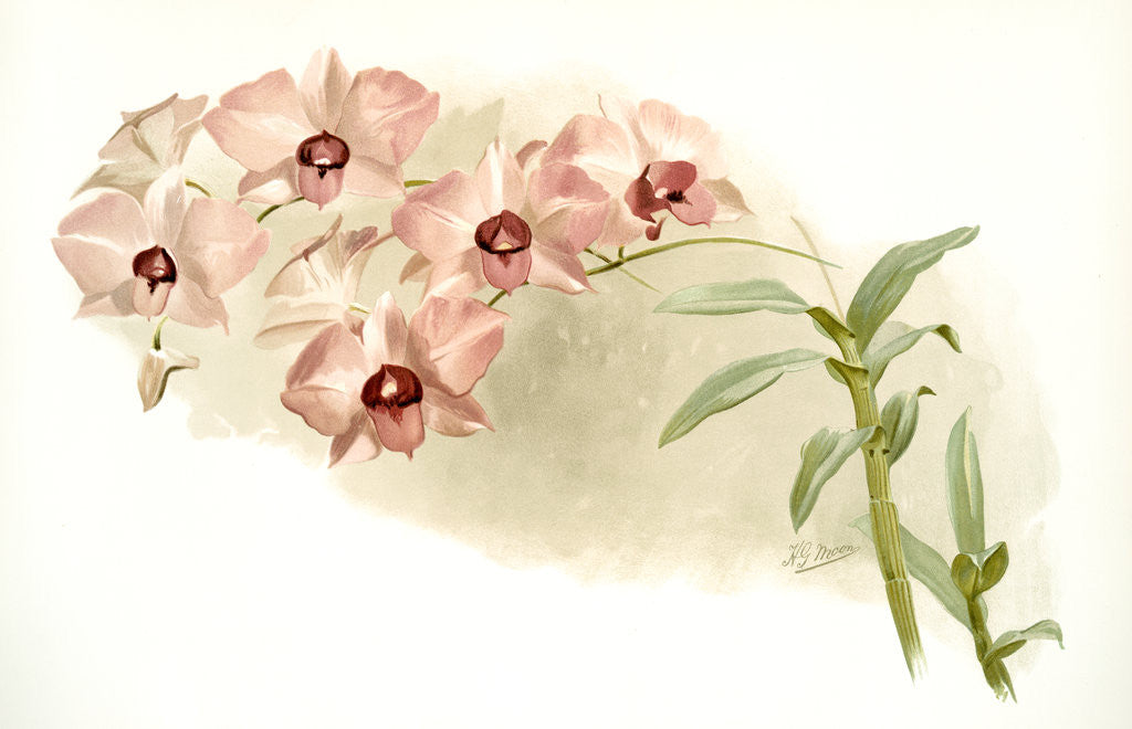 Detail of Dendrobium phalaenopsis var by F. Sander