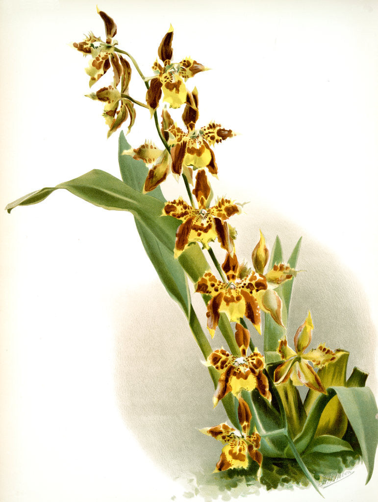 Detail of Odontoglossum luteo-purpureum prionopetalum by F. Sander