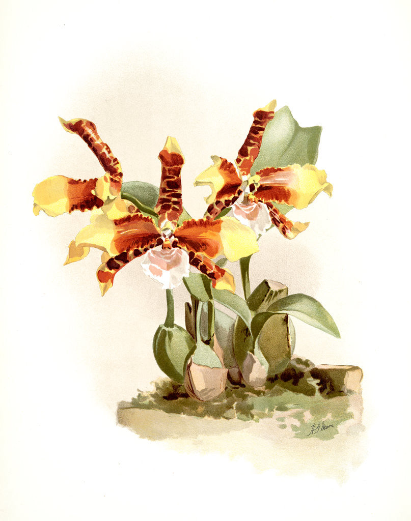 Detail of Odontoglossum grande by F. Sander