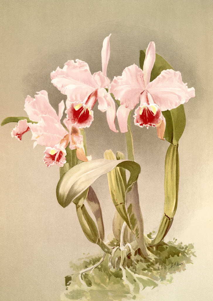 Detail of Cattleya labiata var luedemanniana by F. Sander