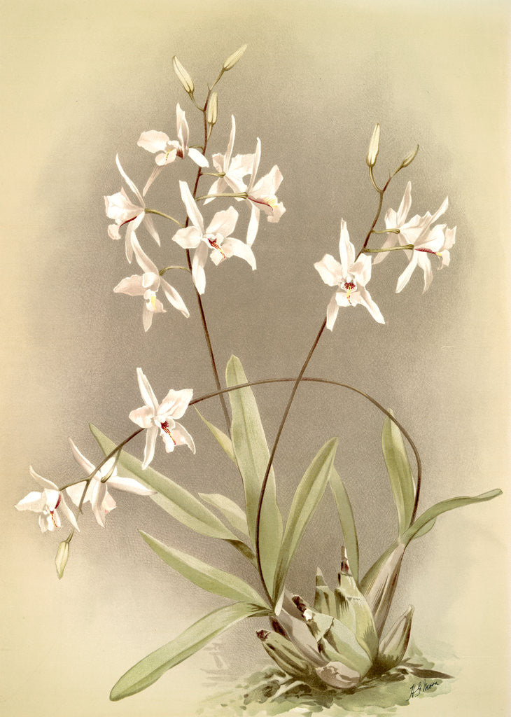 Detail of Laelia albida by F. Sander