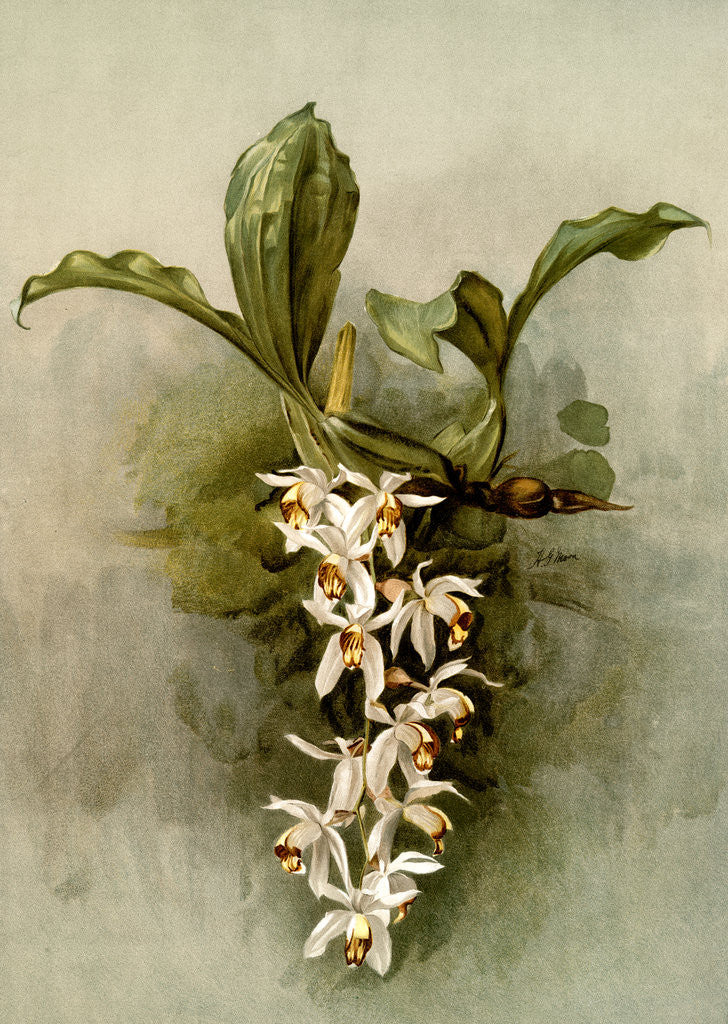 Detail of Coelogyne swaniana by F. Sander