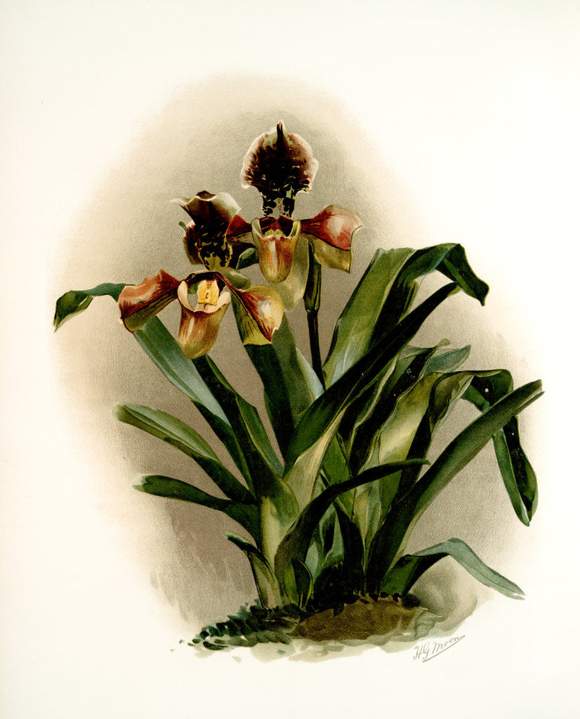 Detail of Cypripedium boxalli atratum by F. Sander