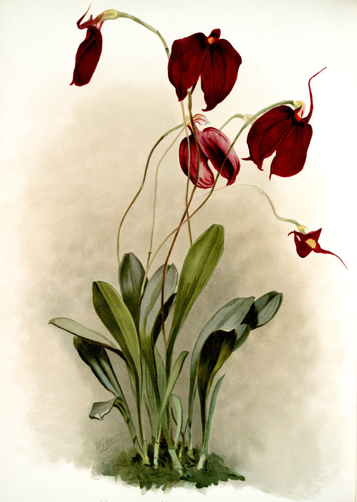 Detail of Masdevallia harryana splendens by F. Sander