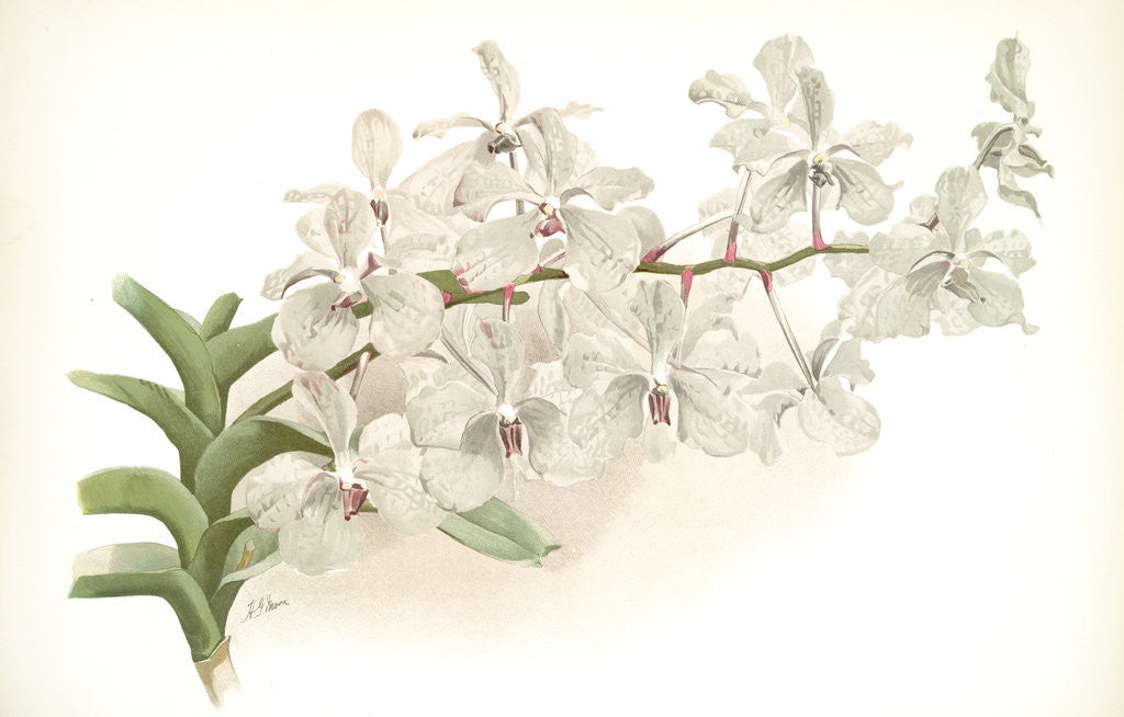 Detail of Vanda ccerulea by F. Sander