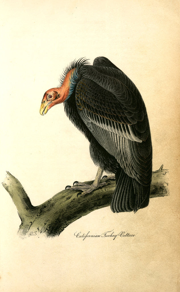 Detail of Californian Turkey Vulture by John James Audubon