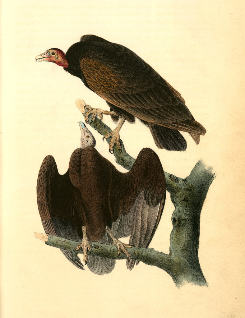 Detail of Red-headed Turkey Vulture by John James Audubon