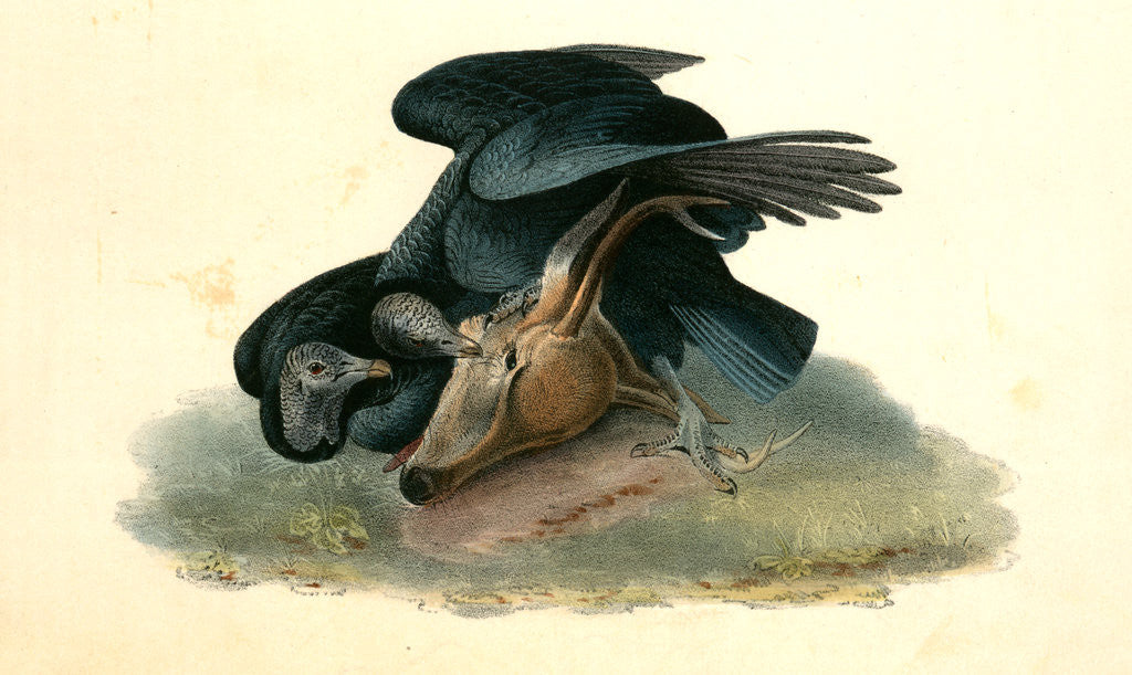 Detail of Black Vulture or Carrion Crow by John James Audubon