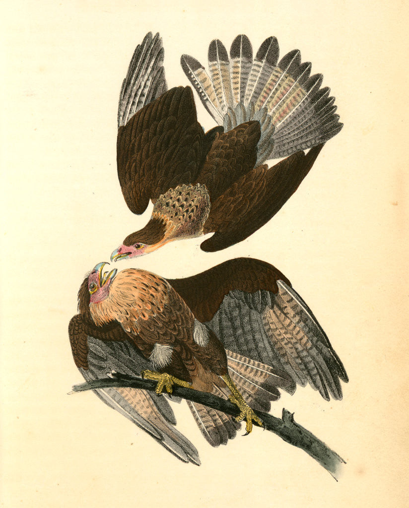 Detail of Caracara Eagle by John James Audubon