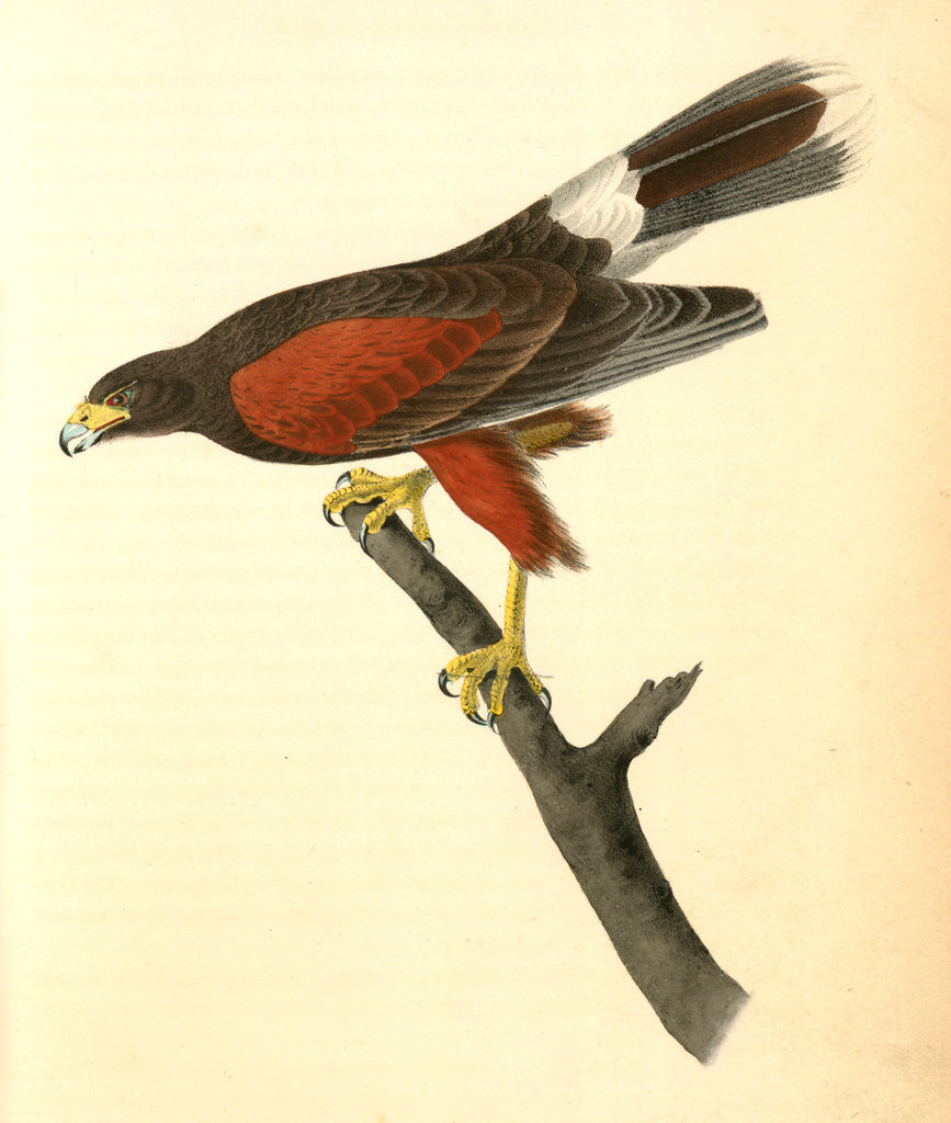 Detail of Harris's Buzzard by John James Audubon
