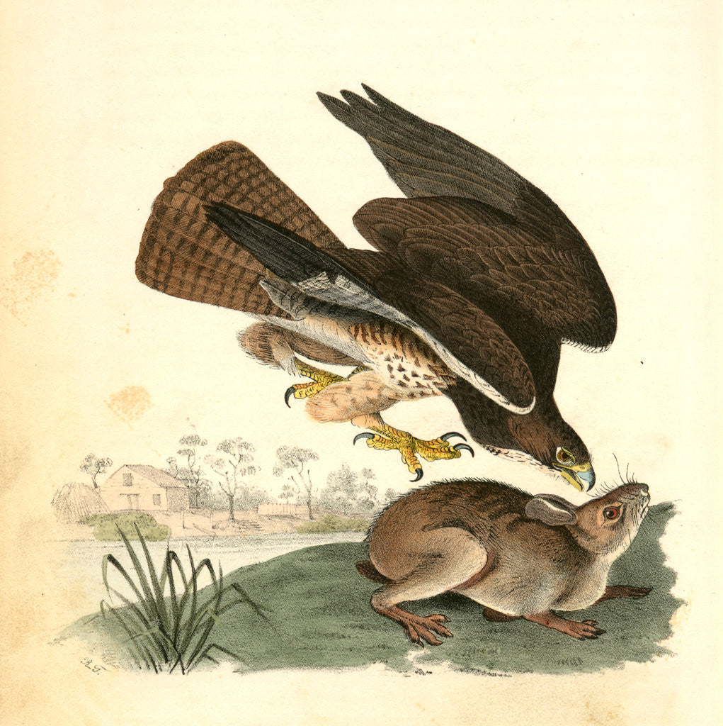 Detail of Common Buzzard by John James Audubon