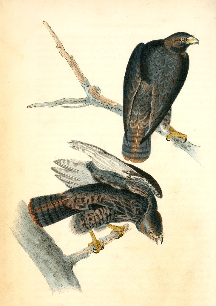 Detail of Harlan's Buzzard by John James Audubon