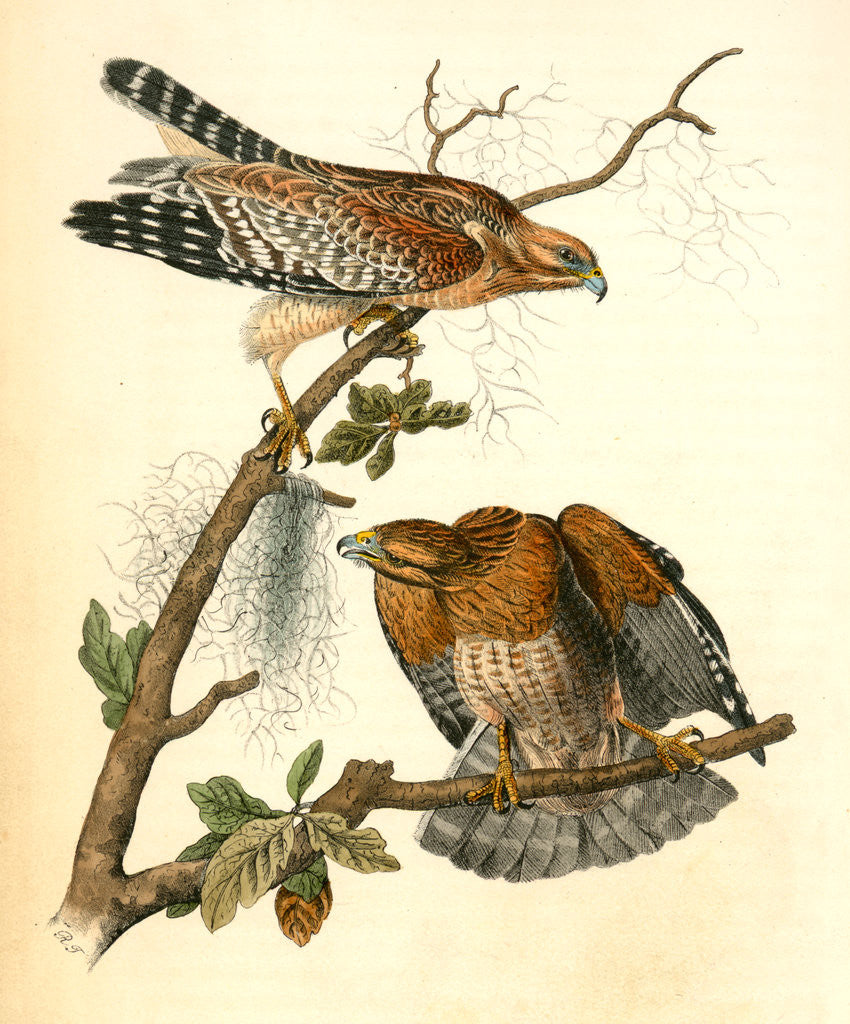 Detail of Red-shouldered Buzzard by John James Audubon