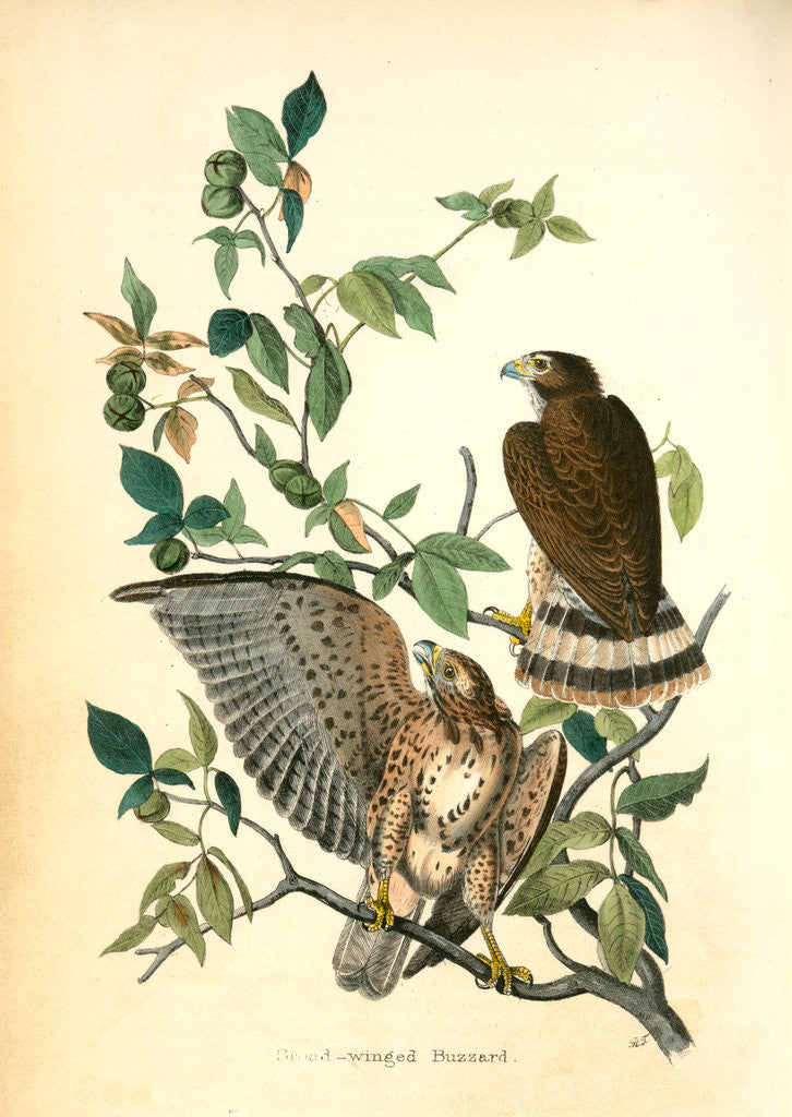 Detail of Broad-winged Buzzard by John James Audubon