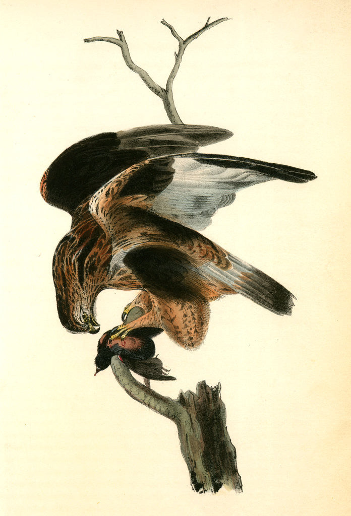 Detail of Rough-legged Buzzard by John James Audubon