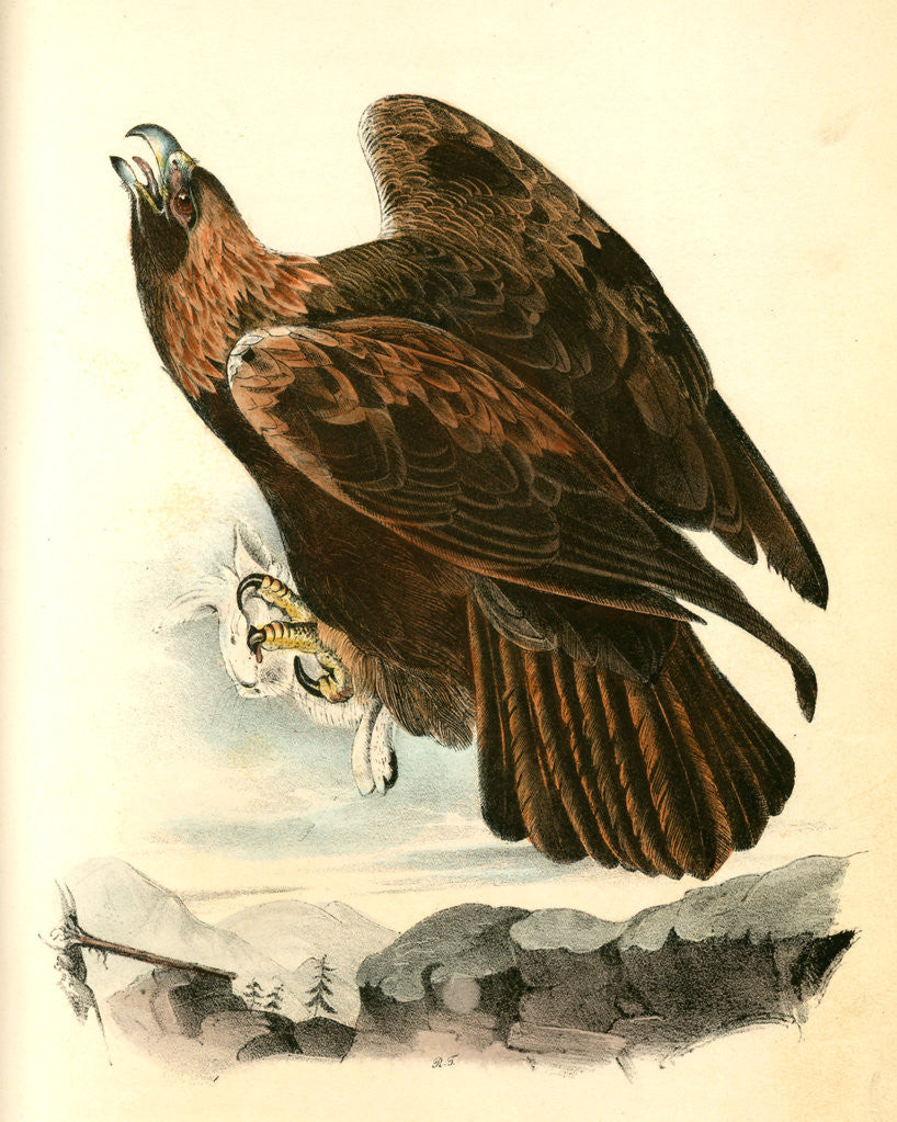 Detail of Golden Eagle by John James Audubon