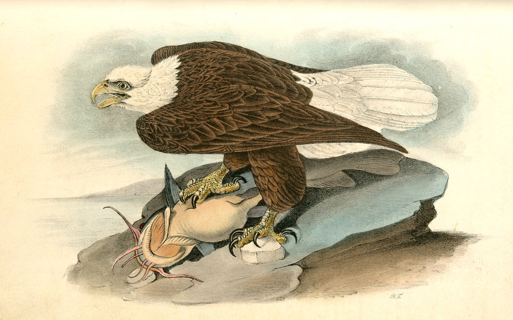 Detail of White-headed Sea Eagle, or Bald Eagle by John James Audubon